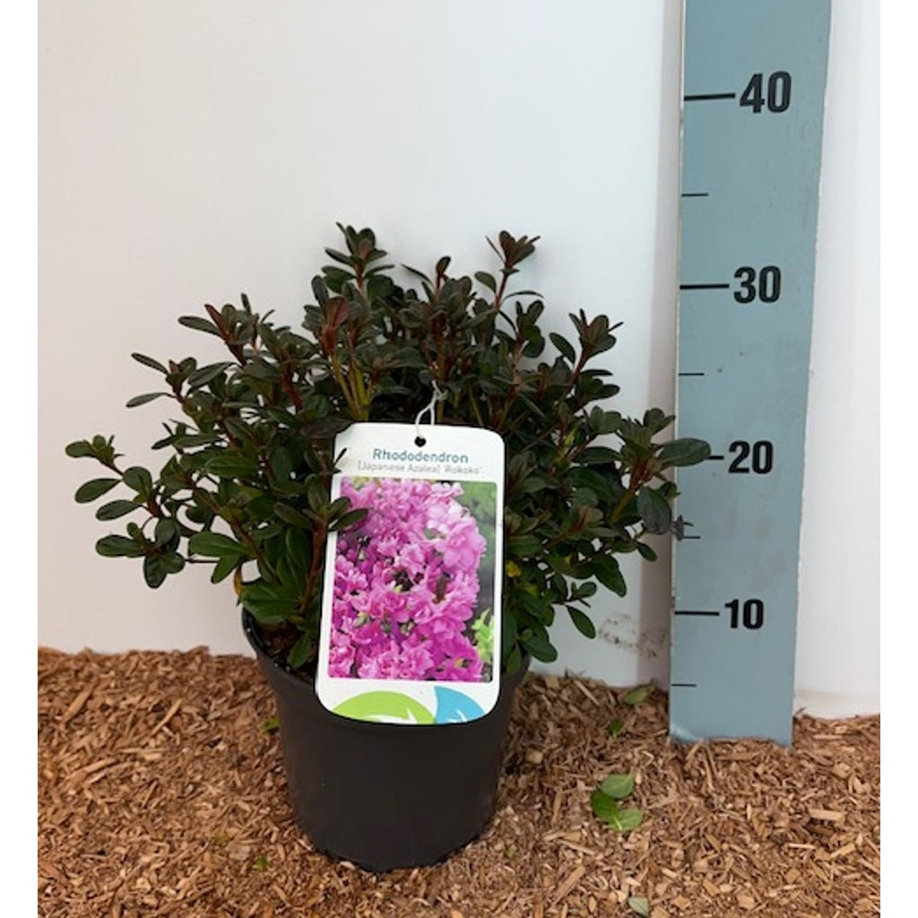 Rhododendron – Rhododendron (AJ); 'Rokoko' - C2 15-20 CM